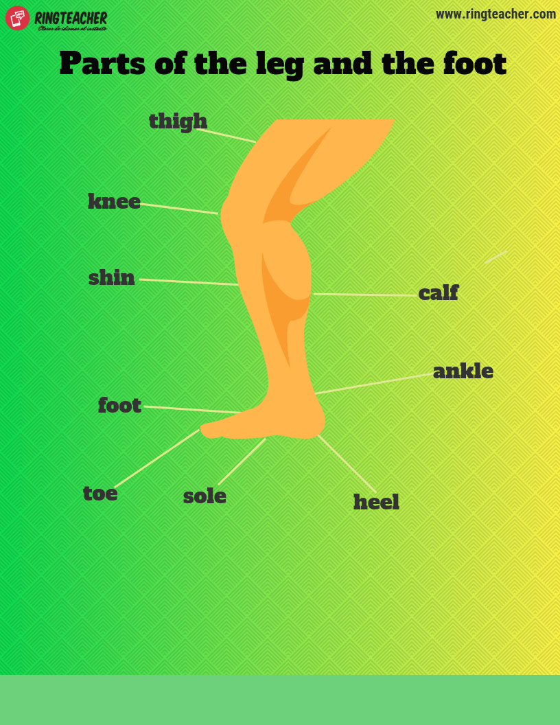 Planta Del Pie En Ingles My XXX Hot Girl