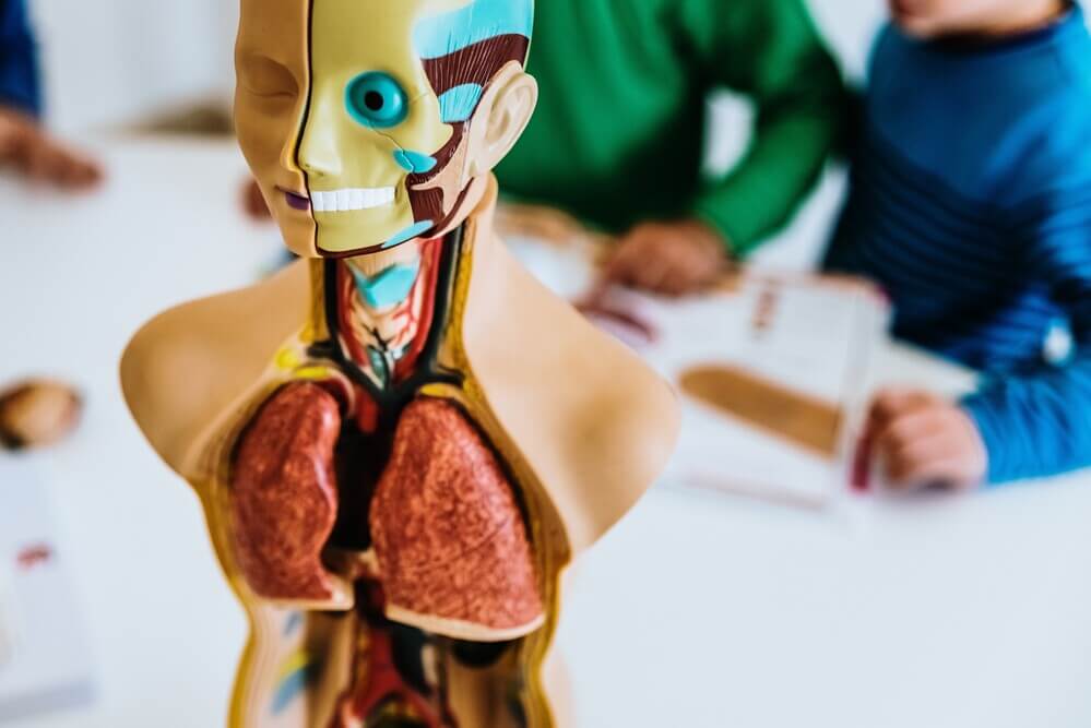 partes del cuerpo en ingles coloquial